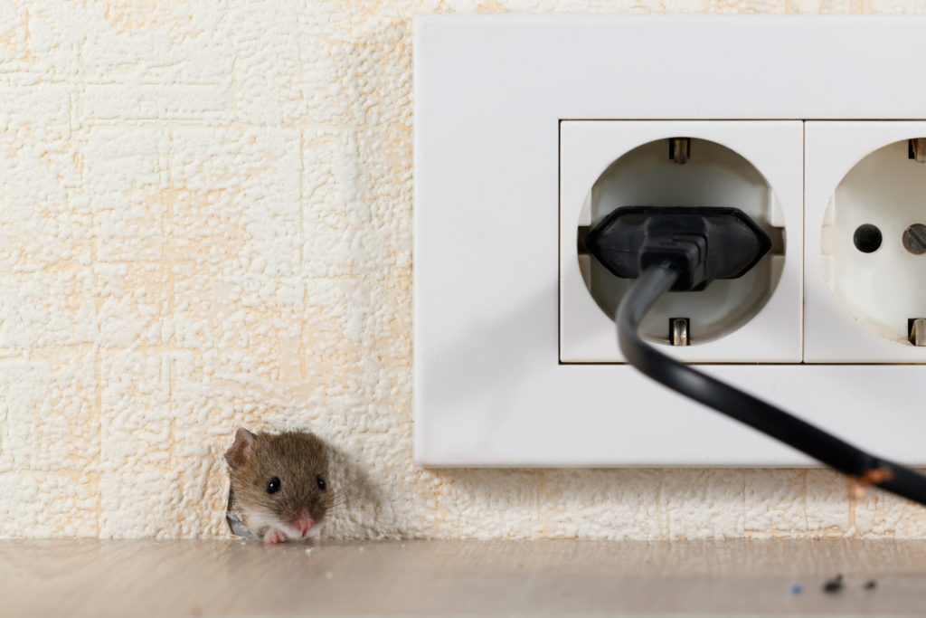 comment se débarrasser de souris dans sa maison